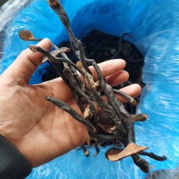 老挝竹灵芝，无虫蛀，无发霉。