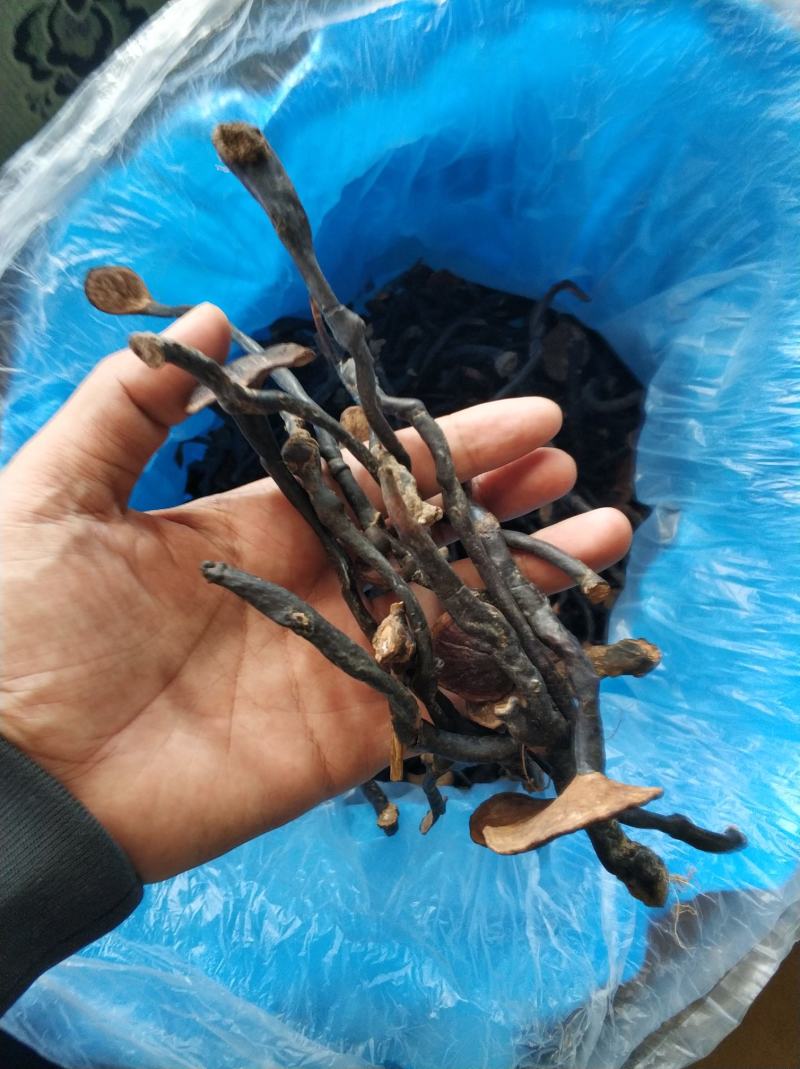 老挝竹灵芝，无虫蛀，无发霉。
