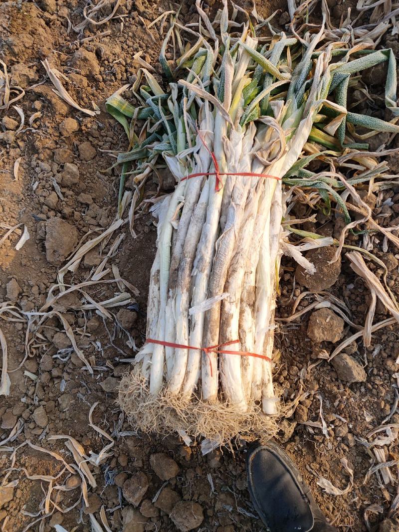 万荣长白大葱大量上市，葱白长根系干净，可视频看货