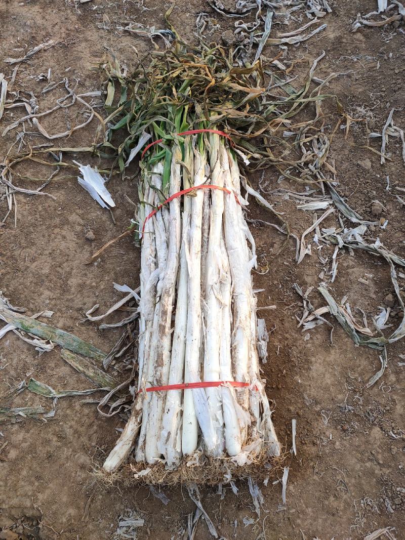 万荣长白大葱大量上市，葱白长根系干净，可视频看货
