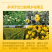 菊花正品胎菊桐乡胎菊王胎菊茶