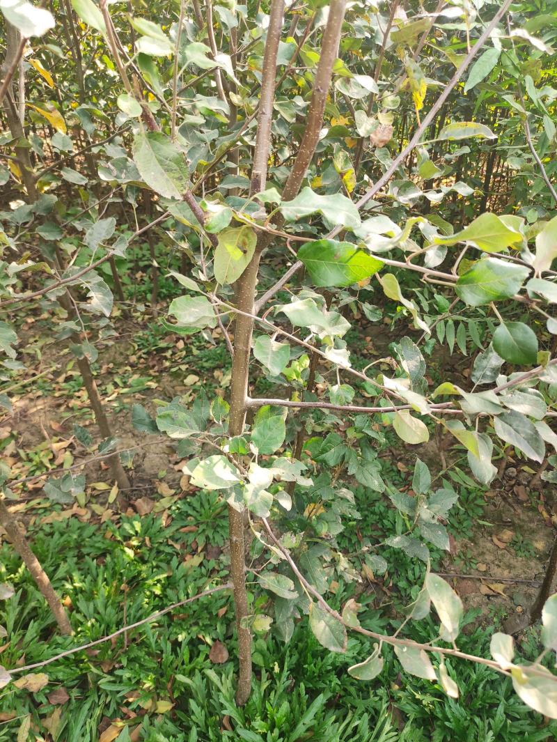 基地直发，杏树小苗，品种有，凯特，珍珠杏，金太阳。