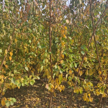 基地直发，杏树小苗，品种有，凯特，珍珠杏，金太阳。