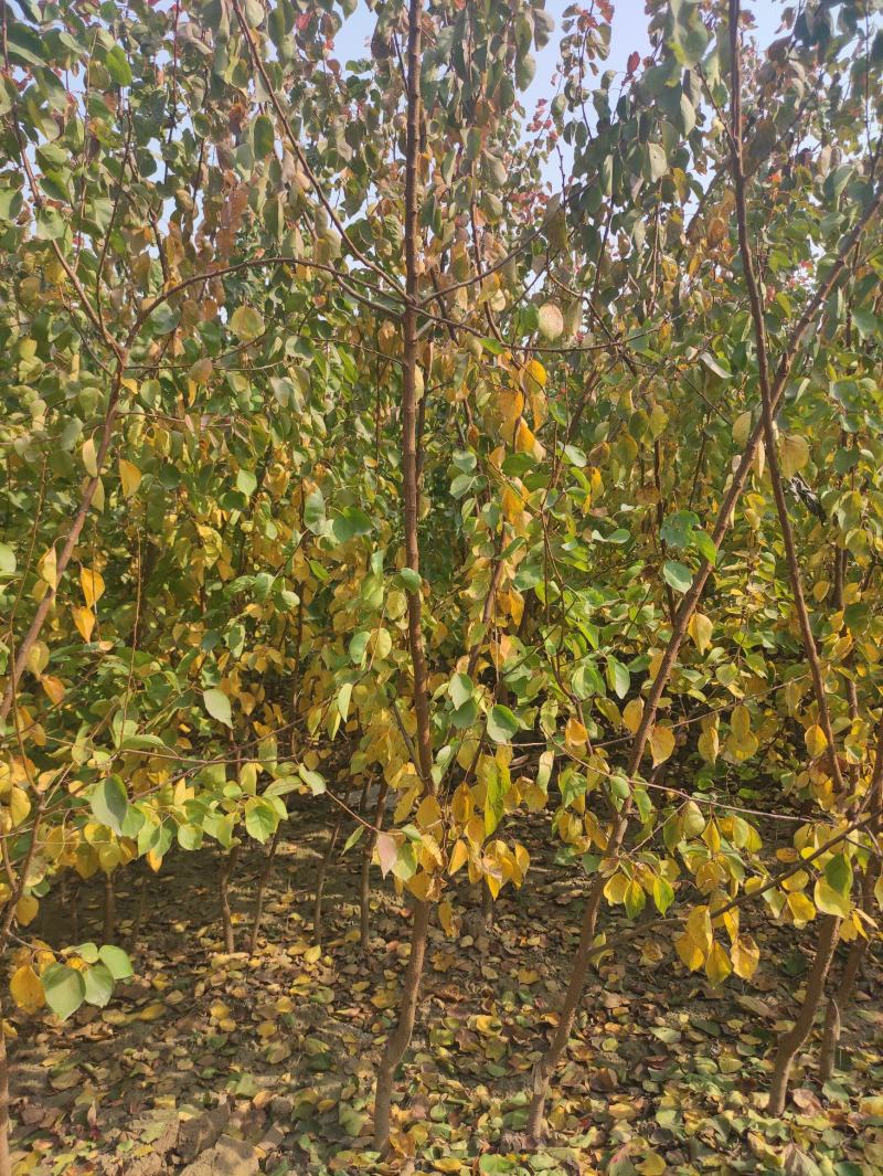 基地直发，杏树小苗，品种有，凯特，珍珠杏，金太阳。