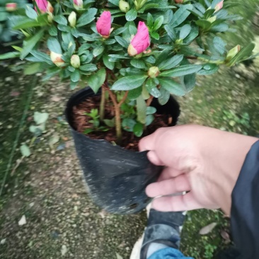 梅红，樱桃红双色杜鹃，品相好