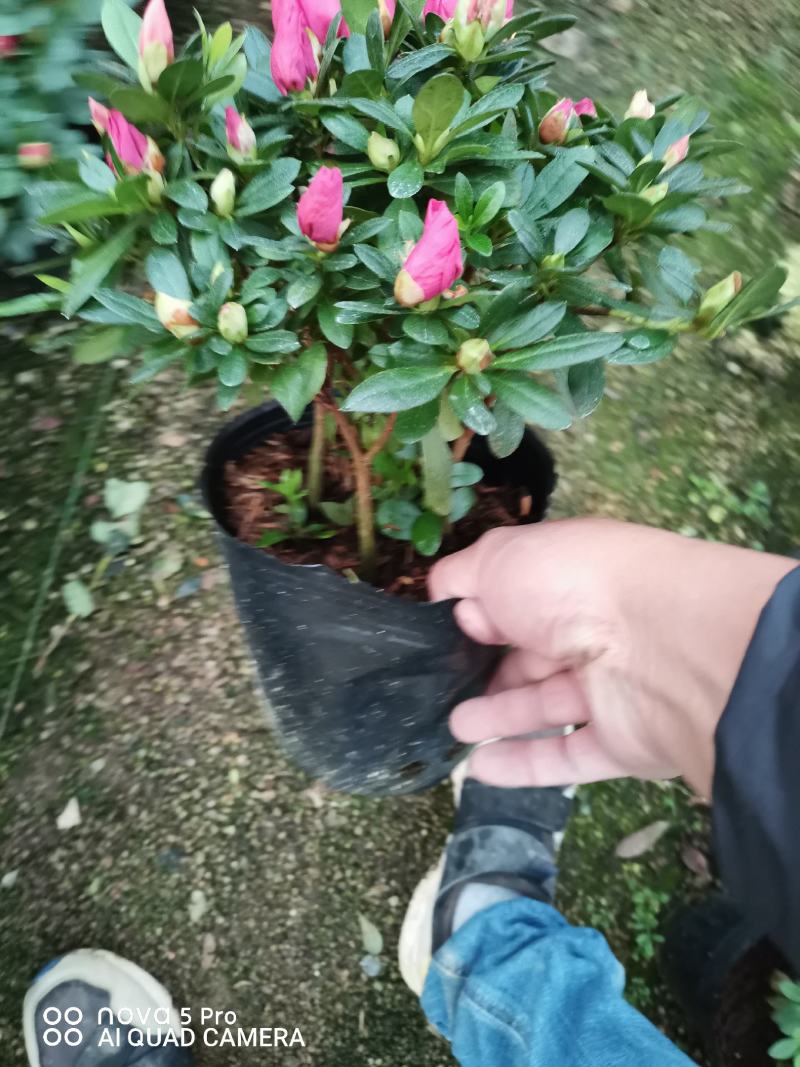 梅红，樱桃红双色杜鹃，品相好