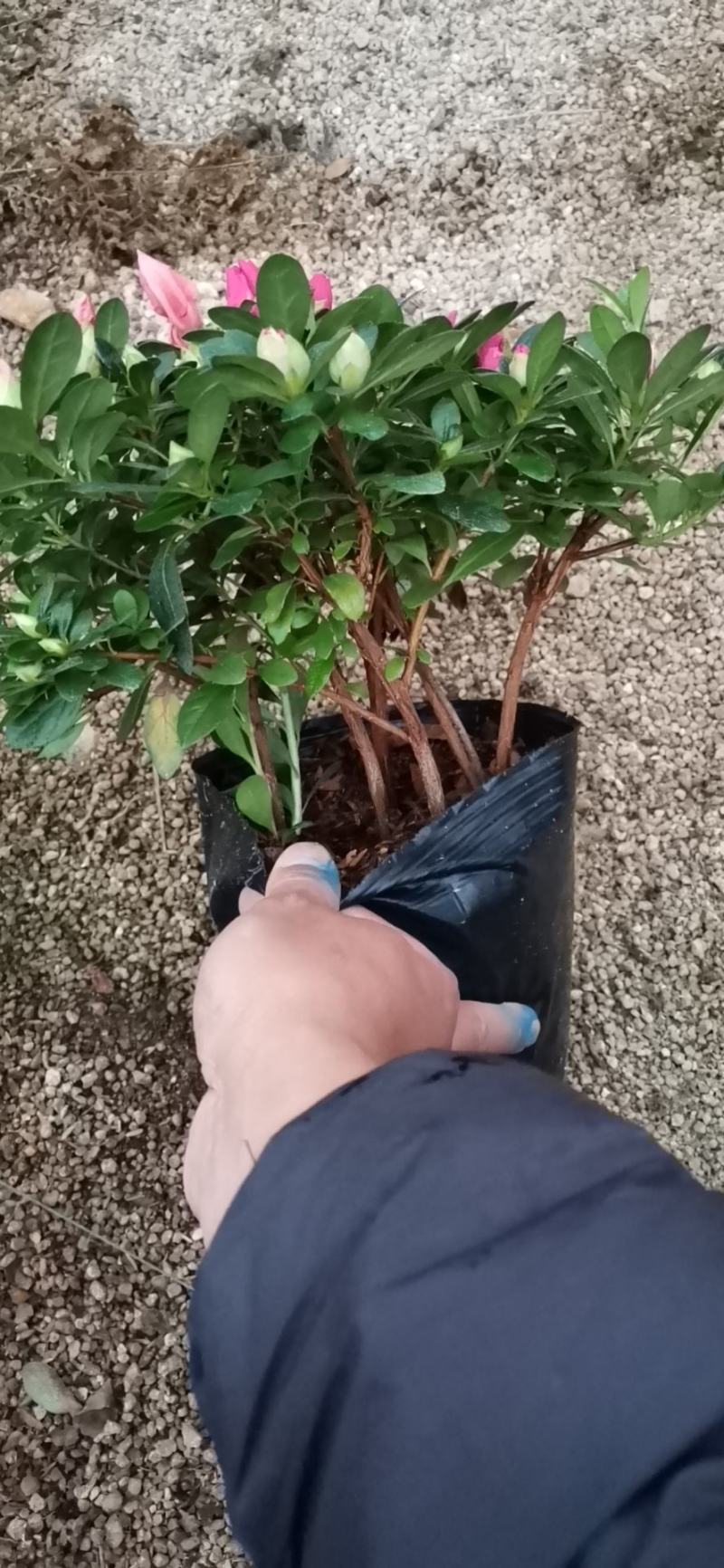 梅红，樱桃红双色杜鹃，品相好