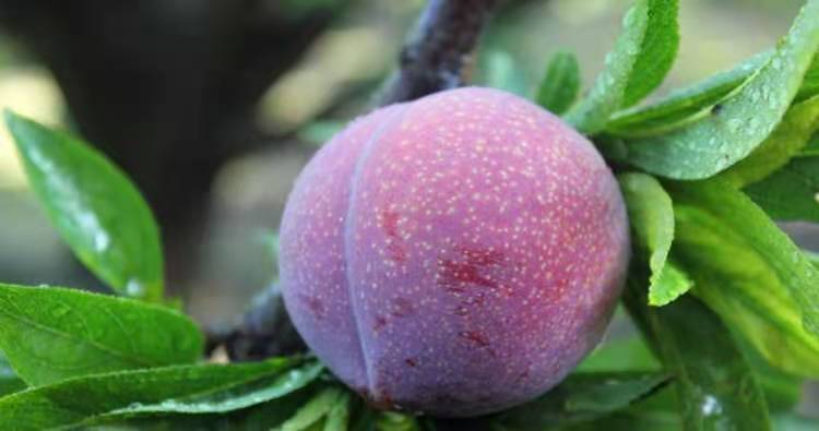 图示为李子树上出现大量未成熟果实脱落的现象 李子树上果实掉落