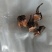 红大戟，，红肉果，新货。。。。