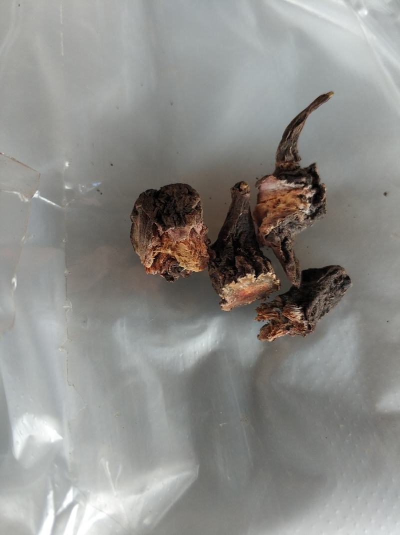红大戟，，红肉果，新货。。。。
