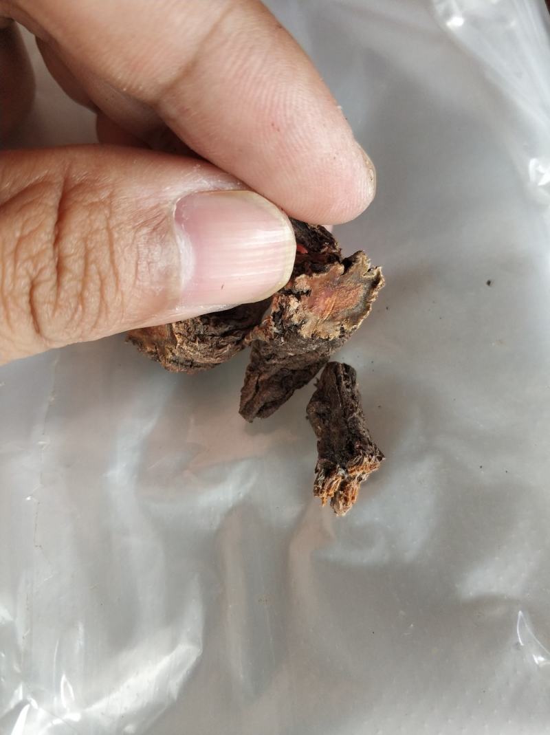 红大戟，，红肉果，新货。。。。
