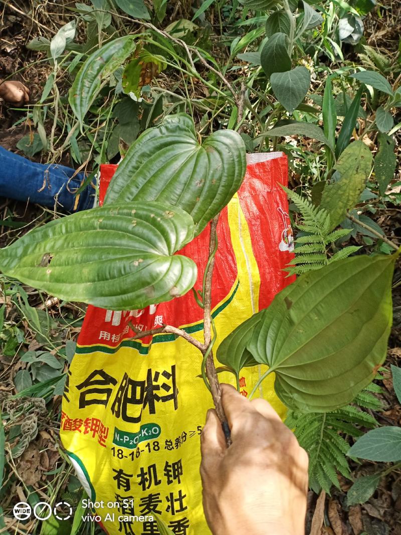 云南野生百部，纯野生的，数量不多需要的请联系