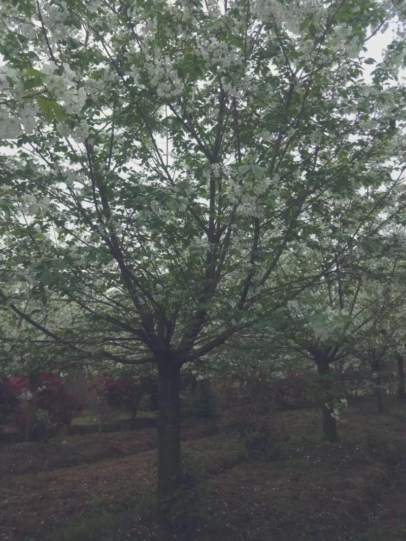 【推荐】樱花树高杆樱花早樱晚樱大量出售2--20公分