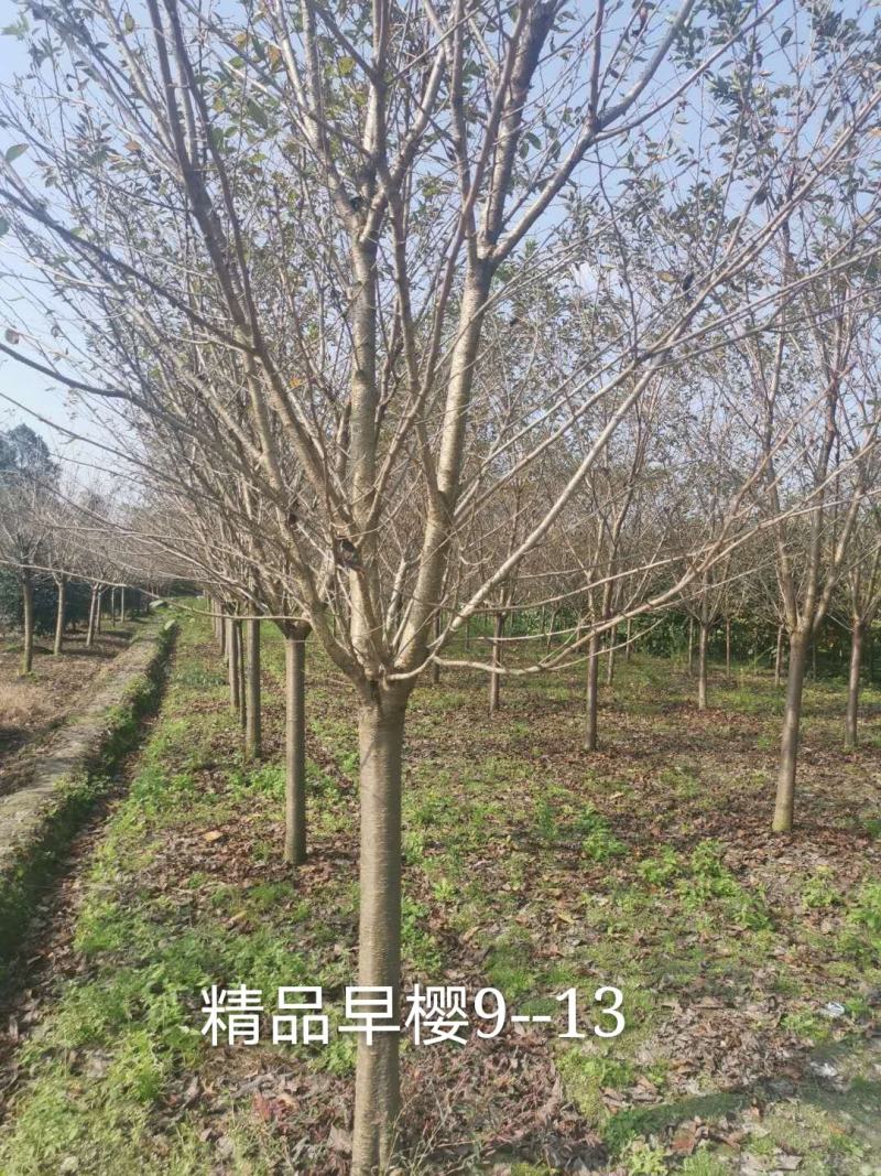 【推荐】樱花树高杆樱花早樱晚樱大量出售2--20公分