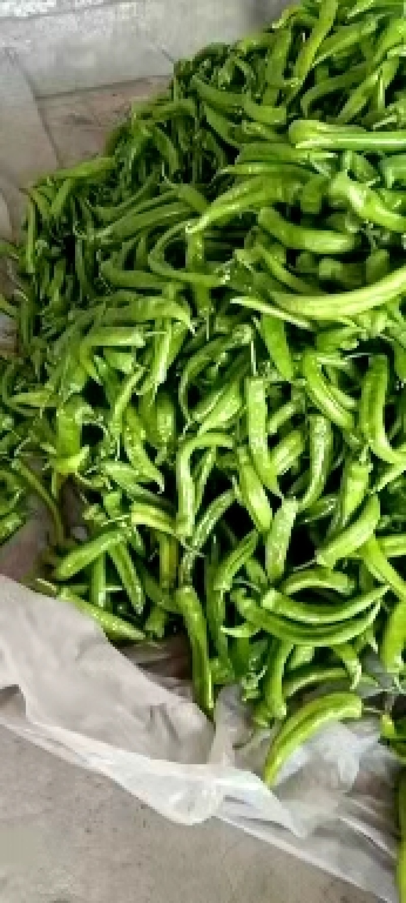 尖椒大量有货产地直销保质保量交通便利店