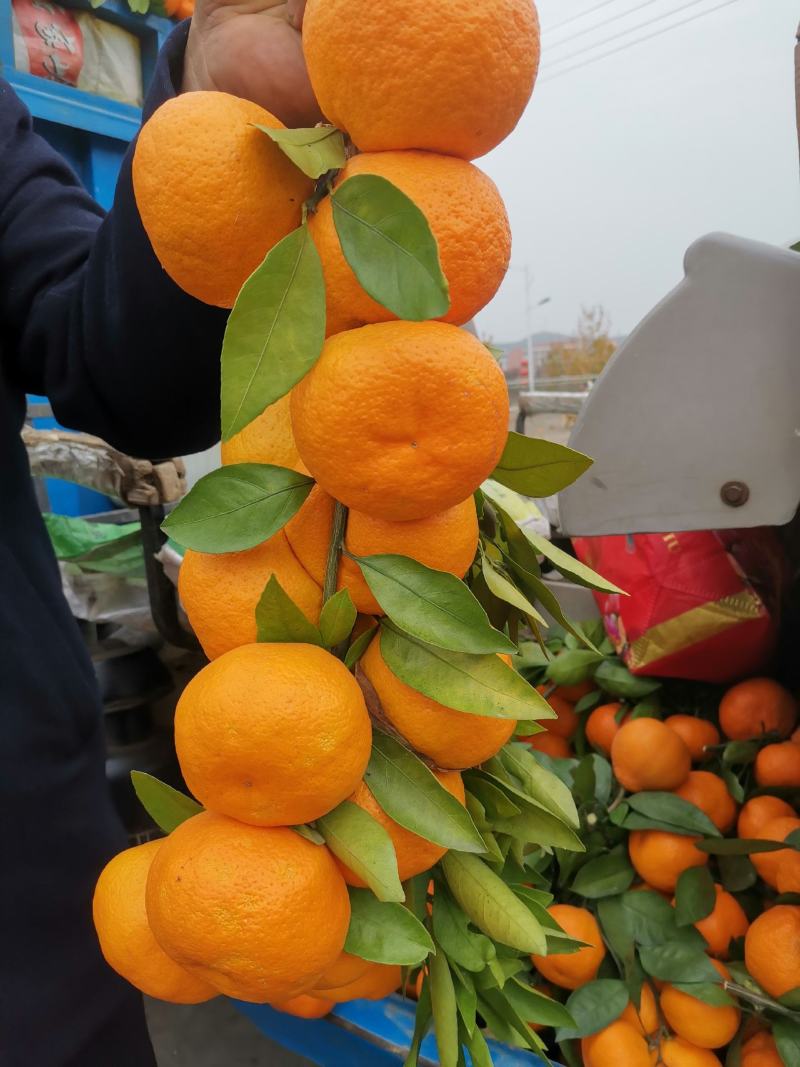 陕西汉中城固县早熟蜜桔(柑橘)一手货源大量供应
