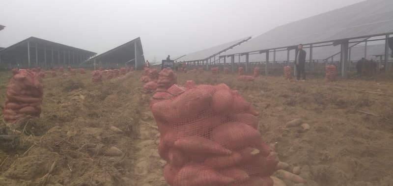 红薯，七十多个品种啊，想吃的抓紧下单了，安阳滑县的