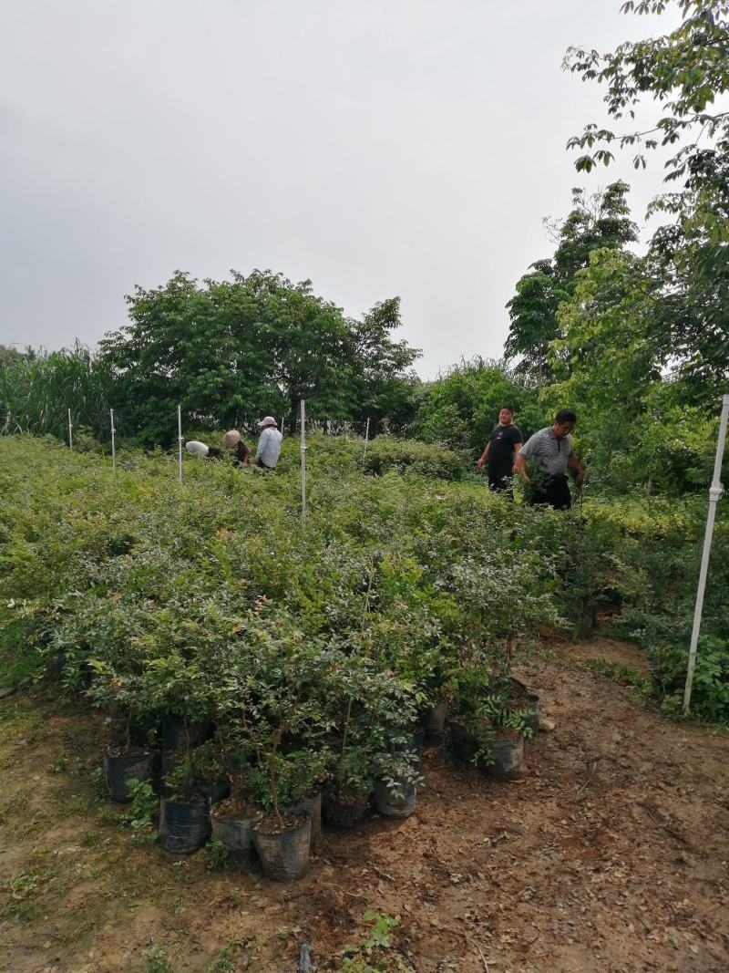 九里香小苗室内驱蚊植物四季常青开花洁白而芳香