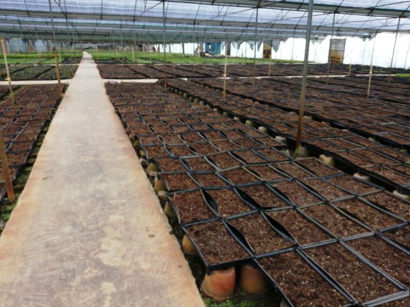 九里香小苗室内驱蚊植物四季常青开花洁白而芳香