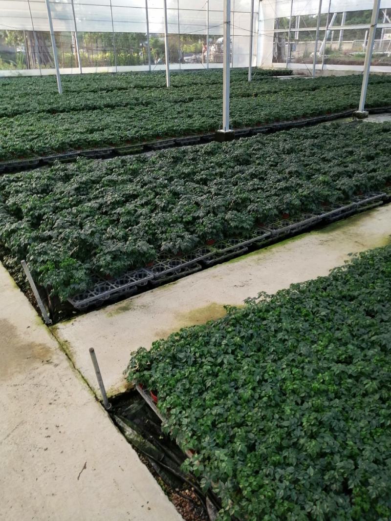 九里香小苗室内驱蚊植物四季常青开花洁白而芳香
