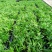 九里香小苗室内驱蚊植物四季常青开花洁白而芳香