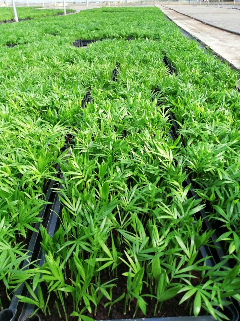九里香小苗室内驱蚊植物四季常青开花洁白而芳香