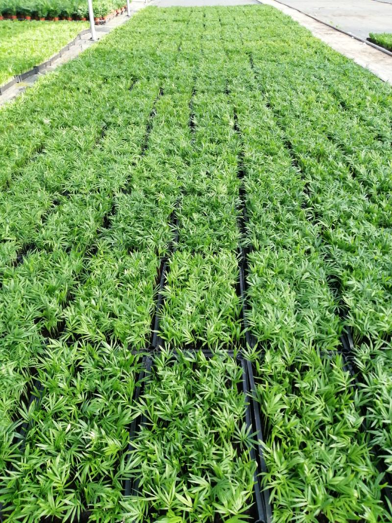 九里香小苗室内驱蚊植物四季常青开花洁白而芳香