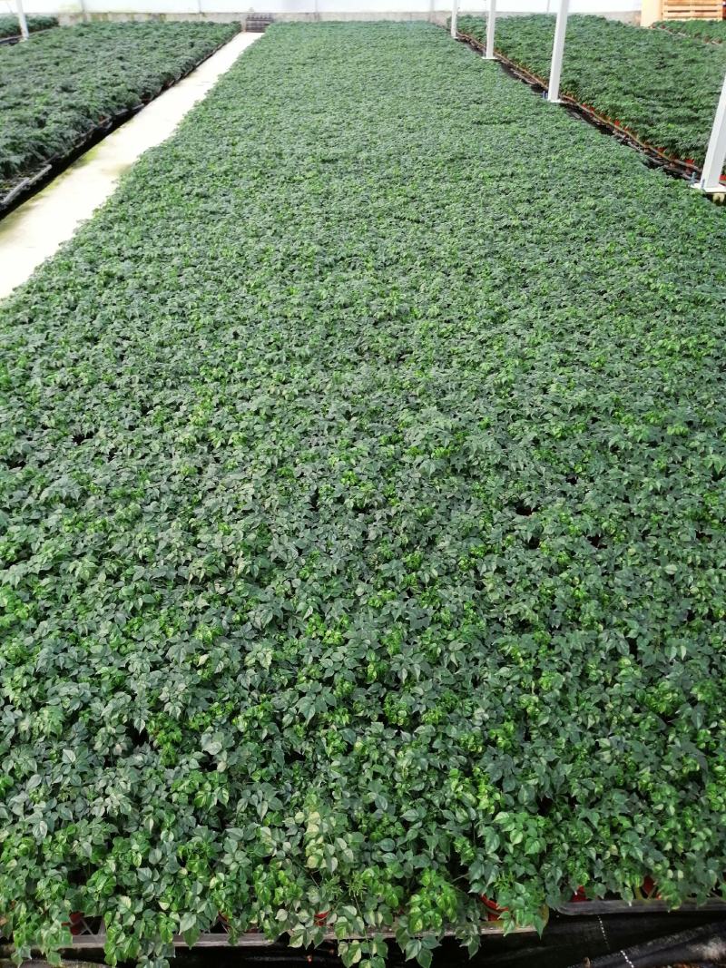 九里香小苗室内驱蚊植物四季常青开花洁白而芳香