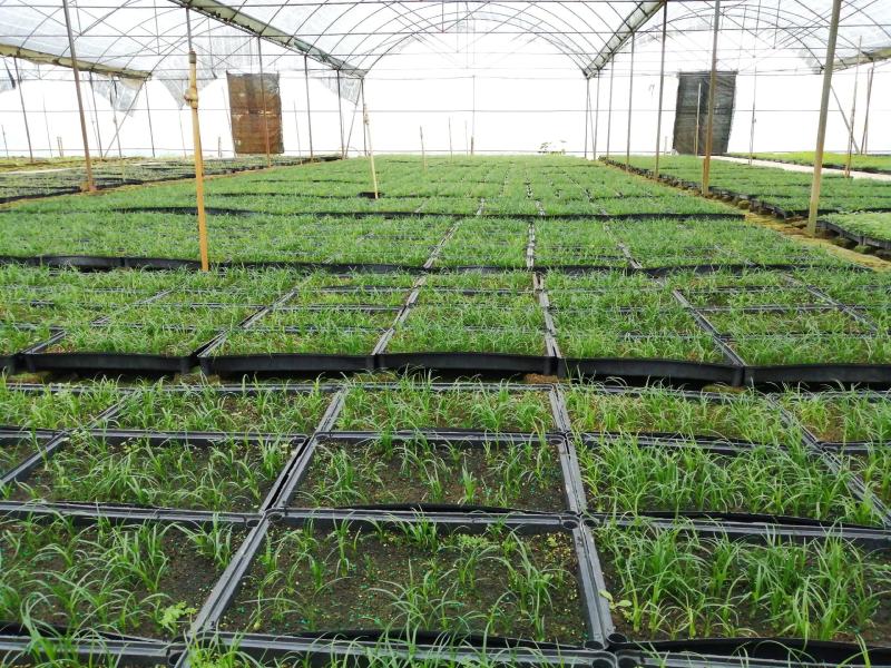 九里香小苗室内驱蚊植物四季常青开花洁白而芳香