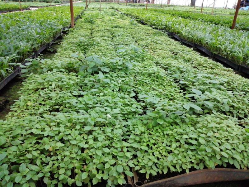 九里香小苗室内驱蚊植物四季常青开花洁白而芳香