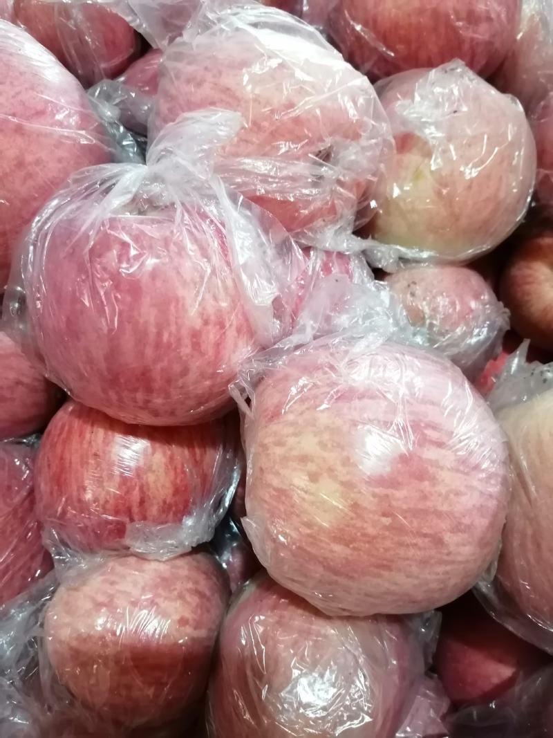 陕西省咸阳市乾县纸加膜红富士苹果正在热销中