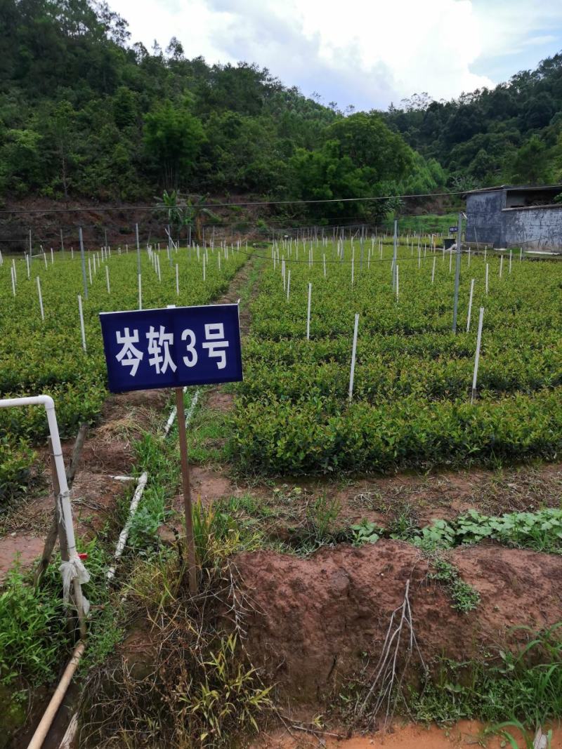 油茶苗岑软2号3号良种