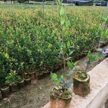油茶苗岑软2号3号良种