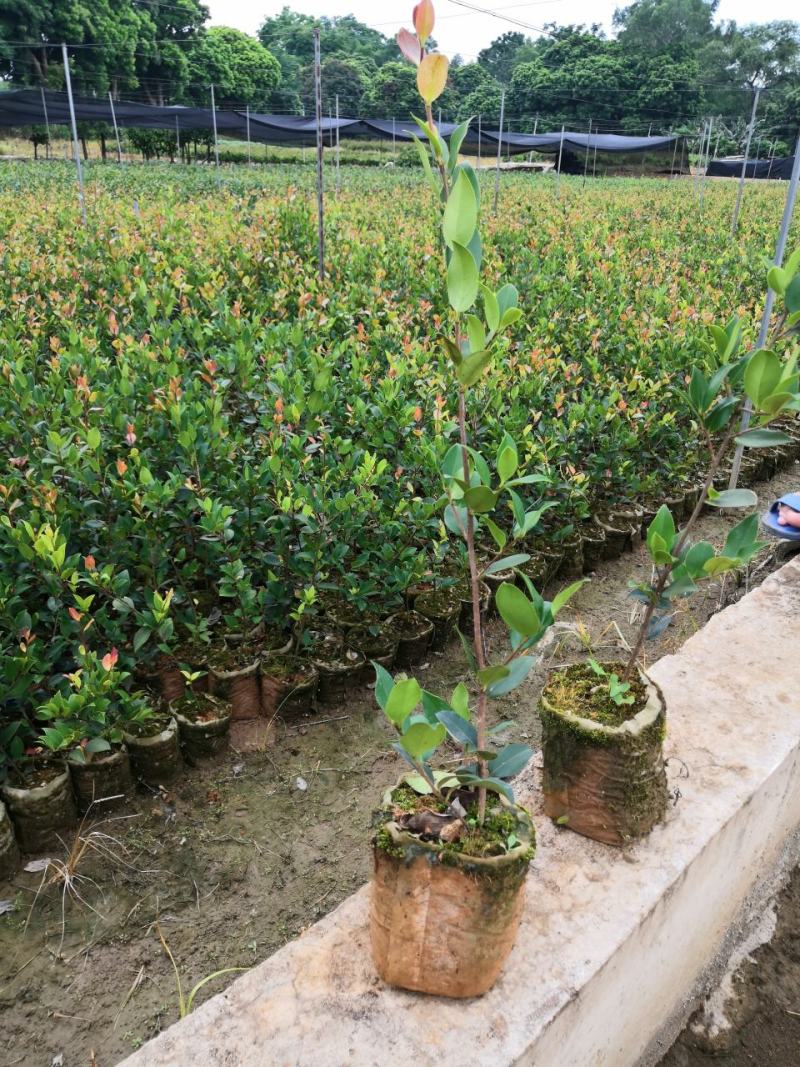 油茶苗岑软2号3号良种