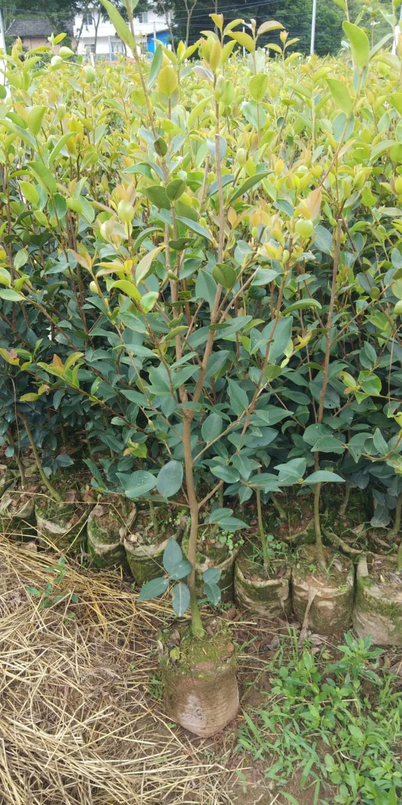油茶苗岑软2号3号良种