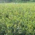 油茶苗岑软2号3号良种