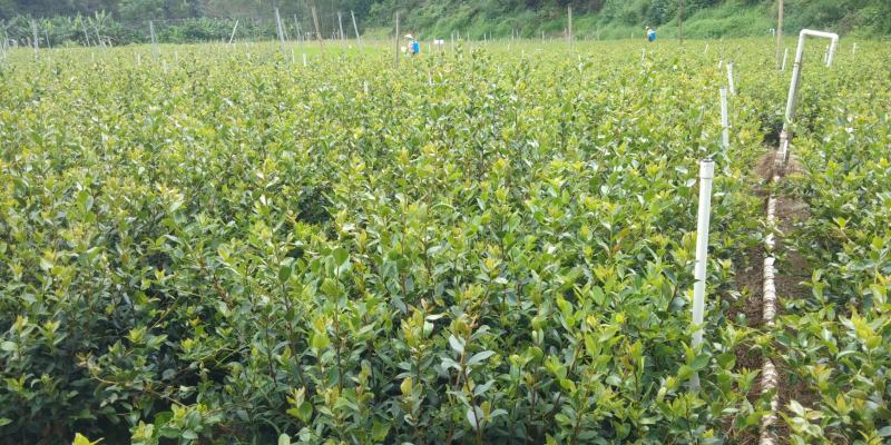 油茶苗岑软2号3号良种