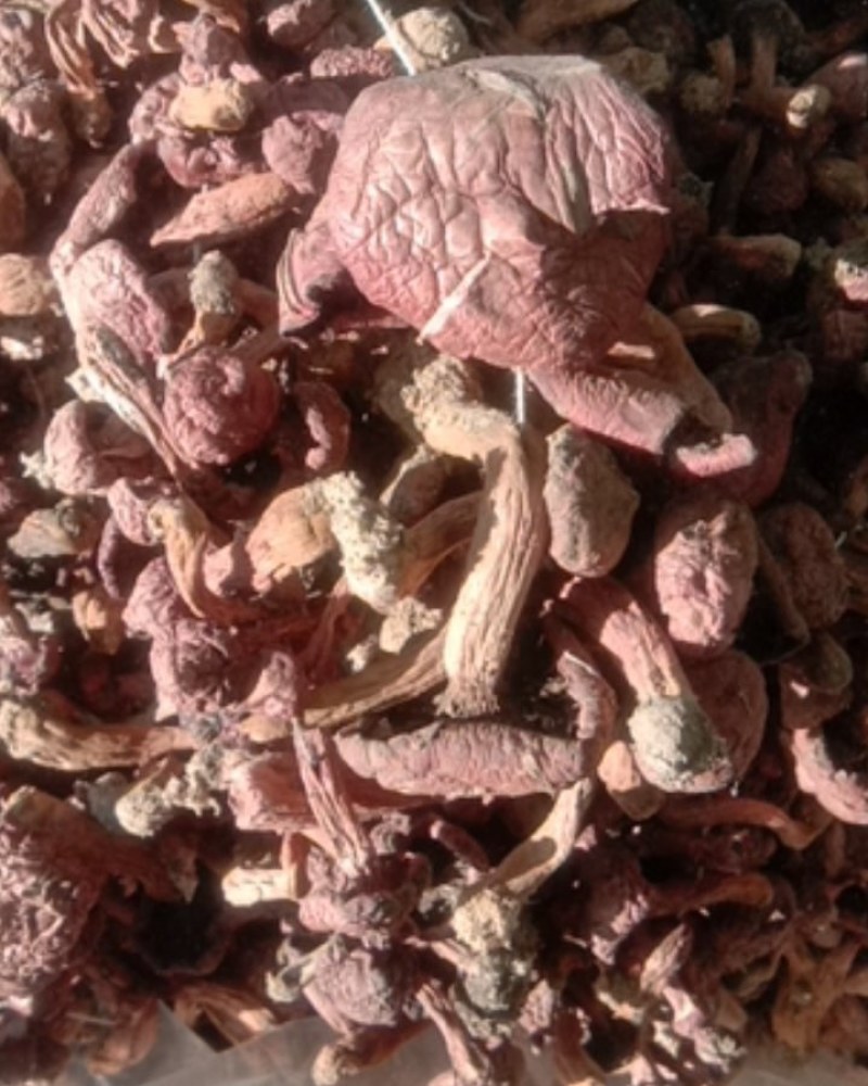松树伞，红蘑，肉蘑，鸡血蘑串货，自然晾晒一手货源量大优惠
