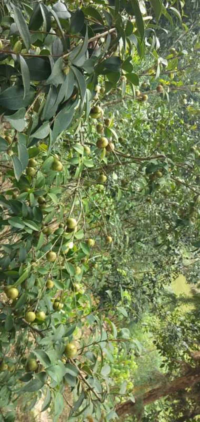 油茶苗岑软2号3号良种