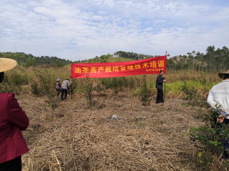 油茶苗岑软2号3号良种
