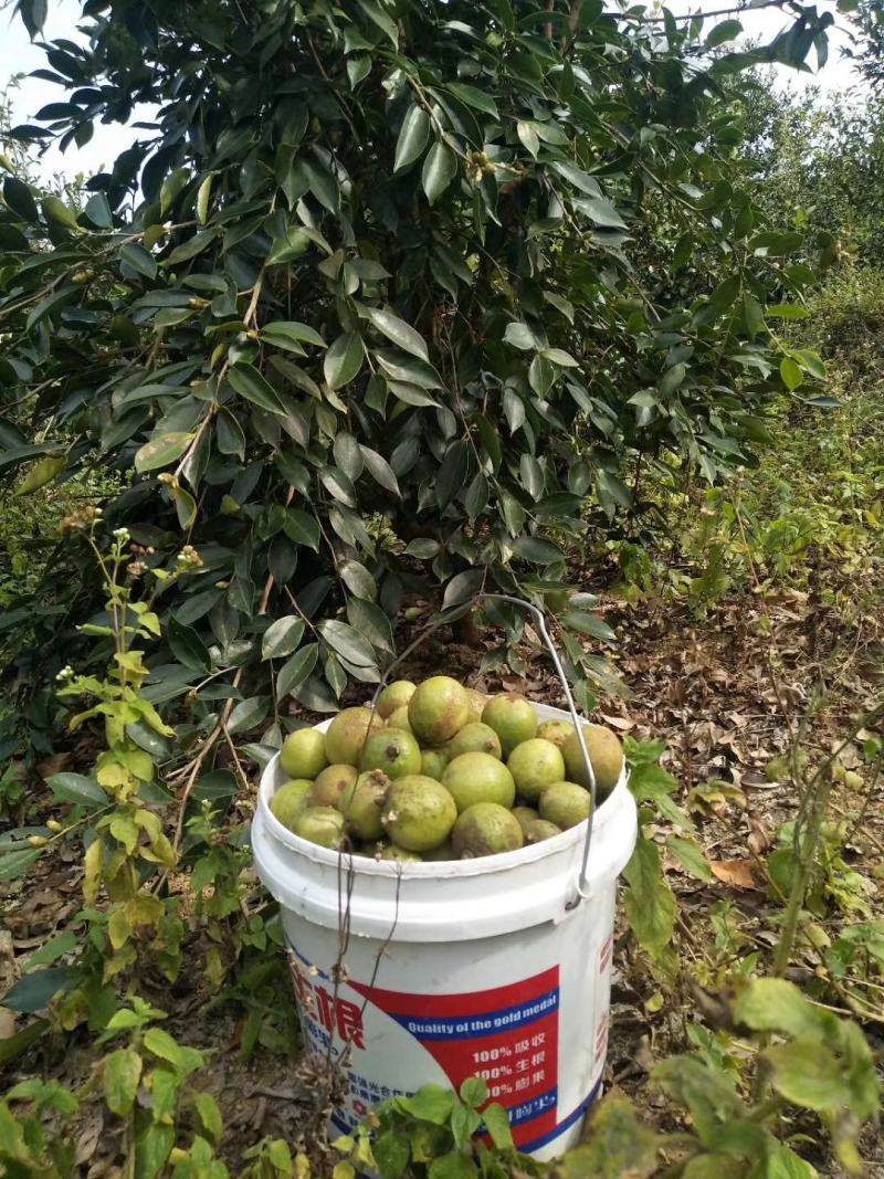 油茶苗岑软2号3号良种