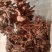 松树伞，红蘑，肉蘑，鸡血蘑串货，自然晾晒一手货源量大优惠