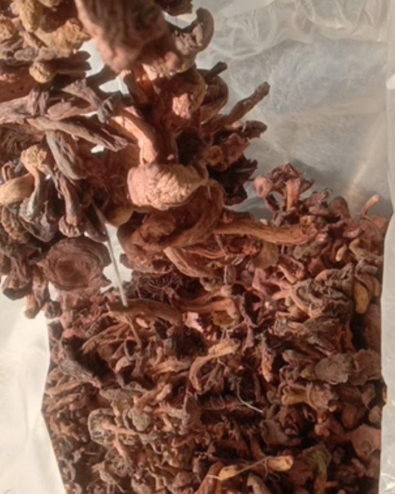 松树伞，红蘑，肉蘑，鸡血蘑串货，自然晾晒一手货源量大优惠