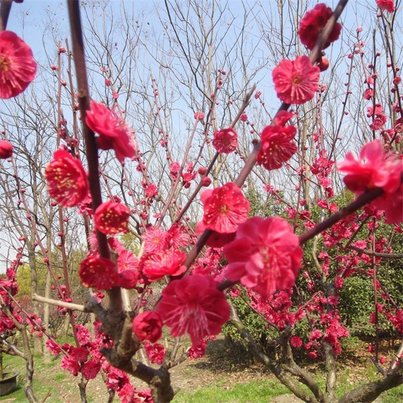 红梅花树苗庭院冬季开花植物耐寒花卉原生骨里红梅花腊梅花景