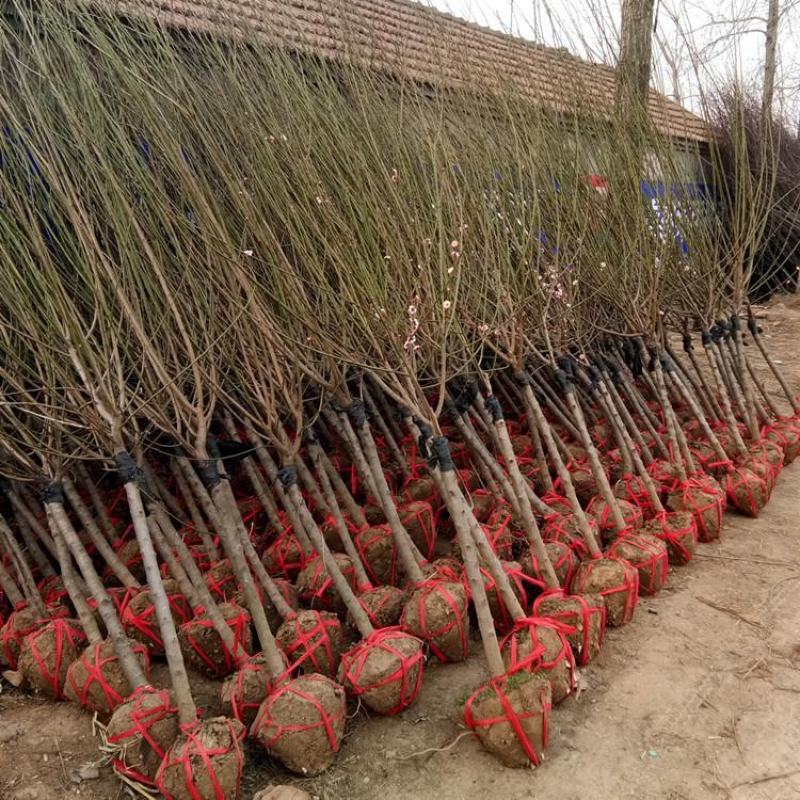 红梅花树苗庭院冬季开花植物耐寒花卉原生骨里红梅花腊梅花景