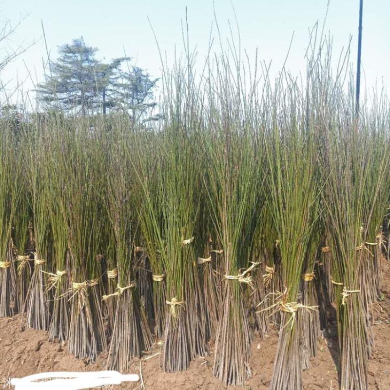 红梅花树苗庭院冬季开花植物耐寒花卉原生骨里红梅花腊梅花景