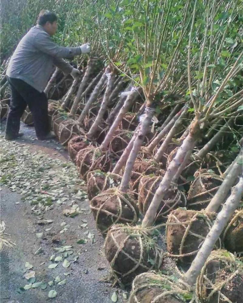 红梅花树苗庭院冬季开花植物耐寒花卉原生骨里红梅花腊梅花景