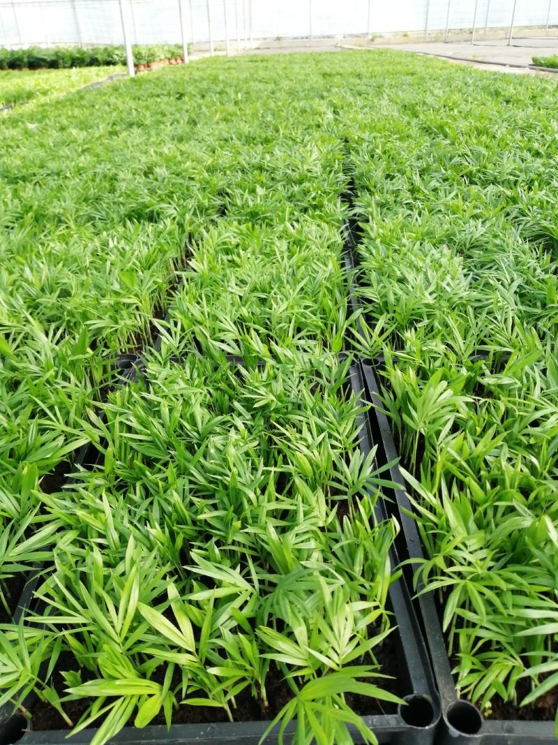 香樟小苗樟树筛盆苗枝叶秀丽而有香气园林绿化树