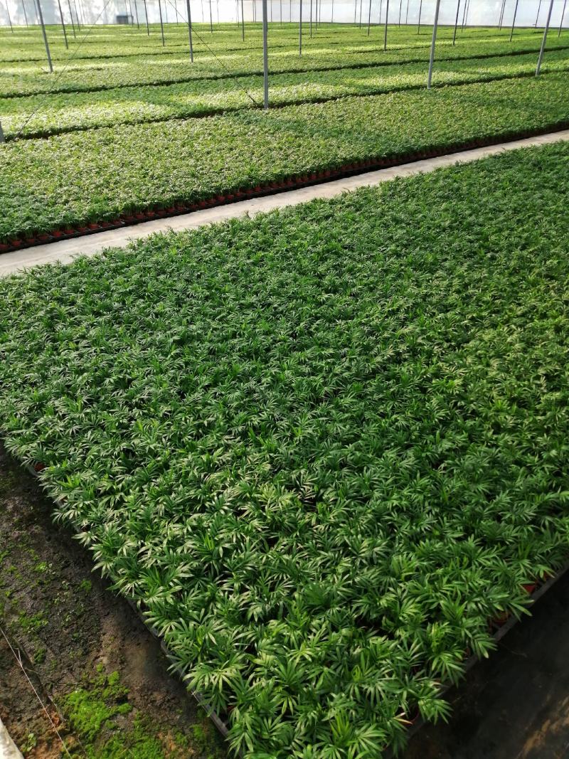 香樟小苗樟树筛盆苗枝叶秀丽而有香气园林绿化树