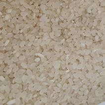 优质汗稻，山东省潍坊市产